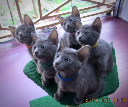 Kittens at 7 weeks